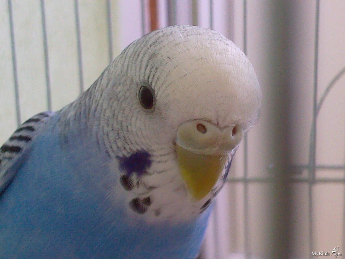 Попугаи 1000 руб