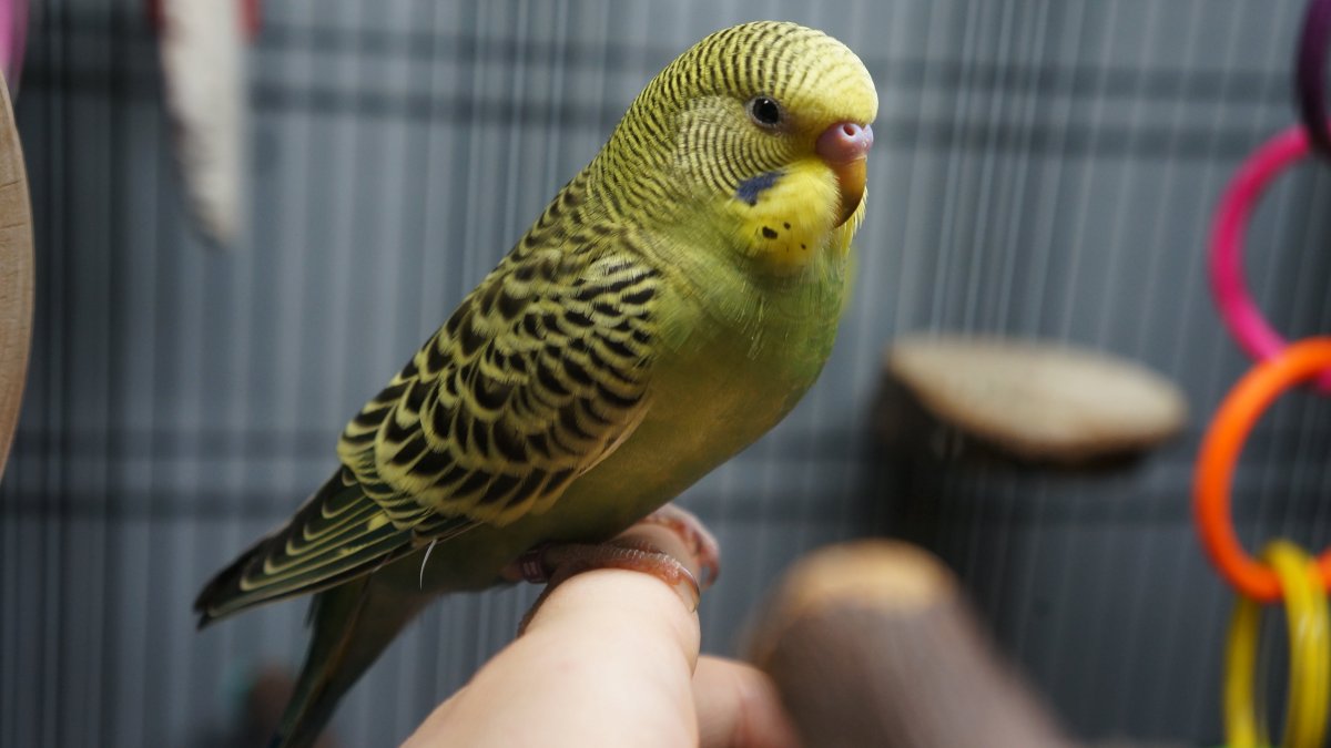 Волнистый попугайчик мальчик