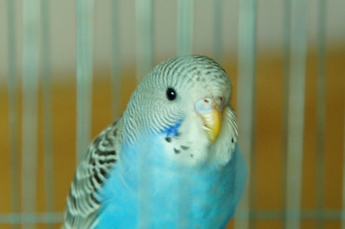 Попугайчики чирикают