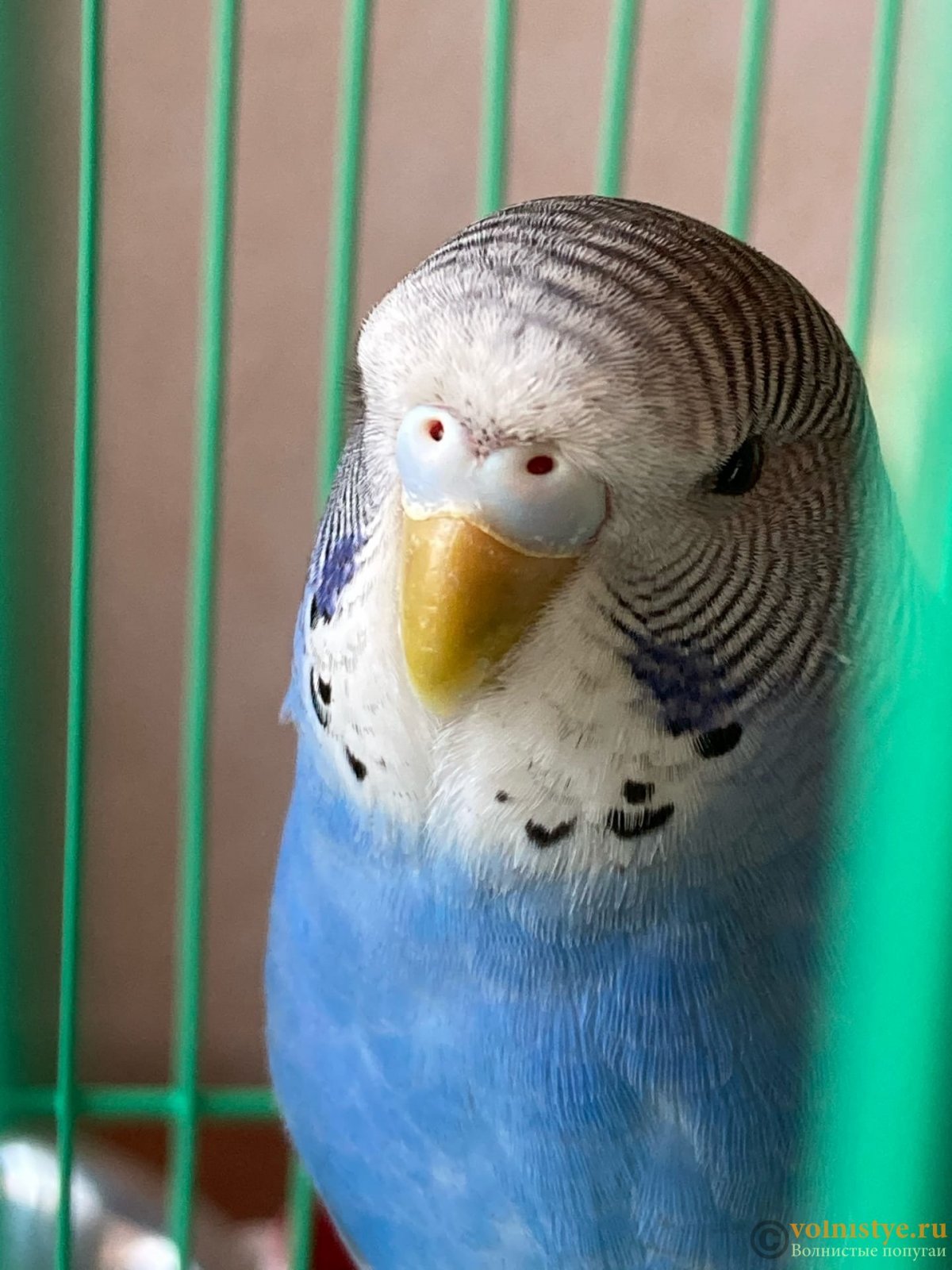 Звуки волнистых попугаев