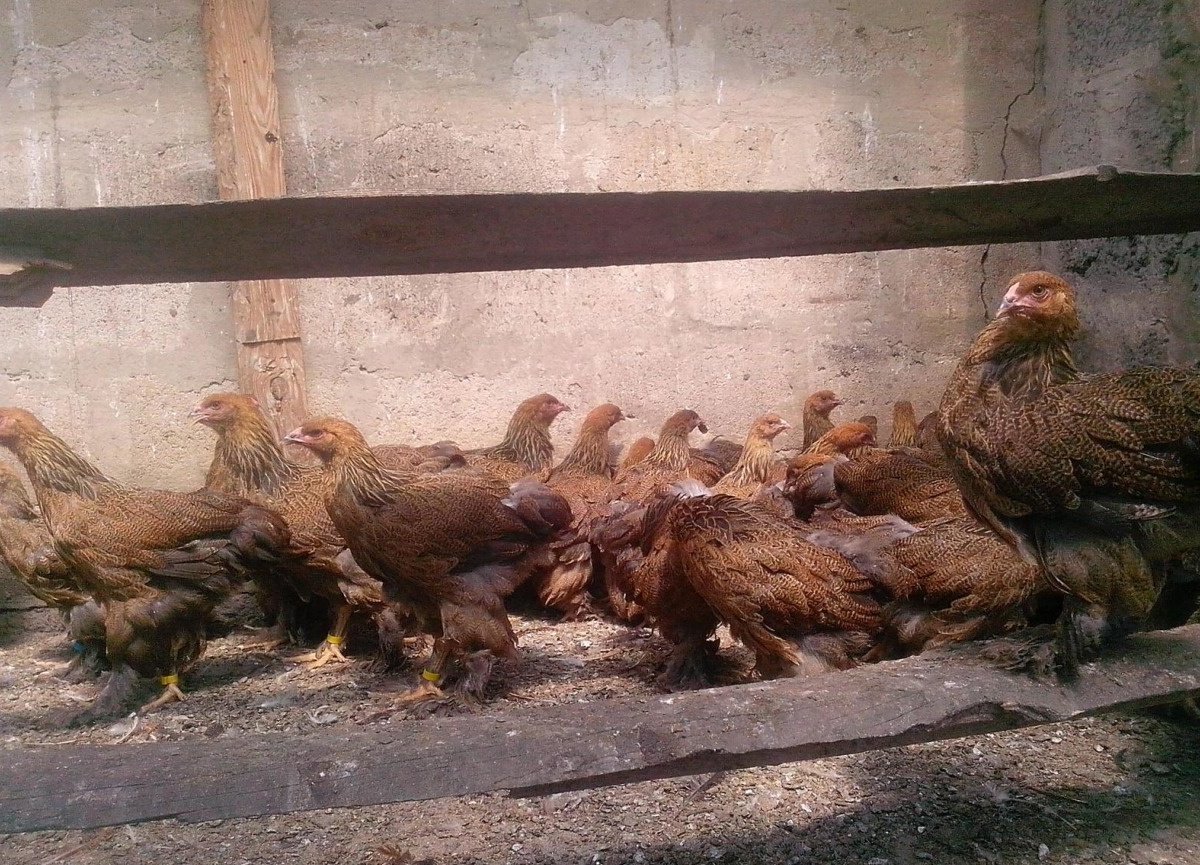 Брама куропатчатая порода