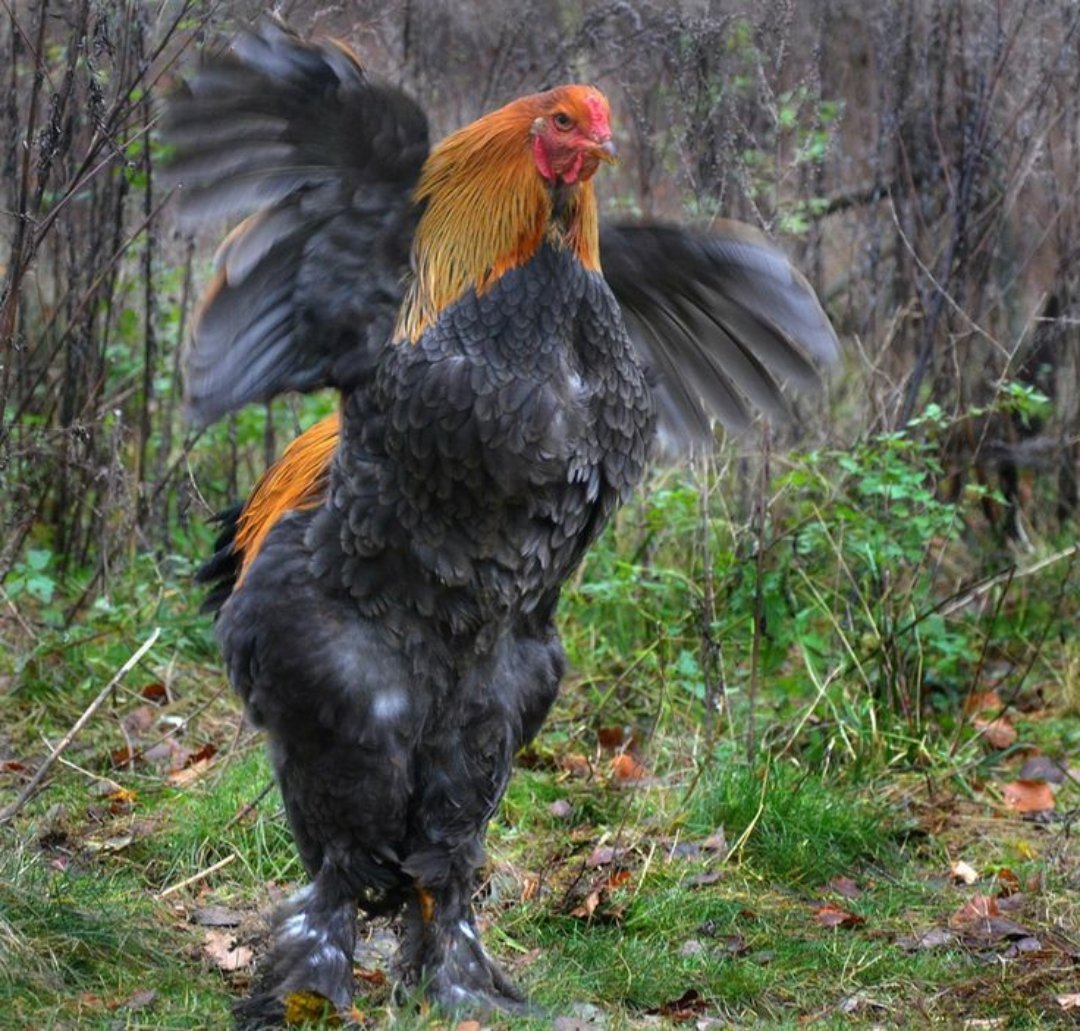 Brahma Rooster