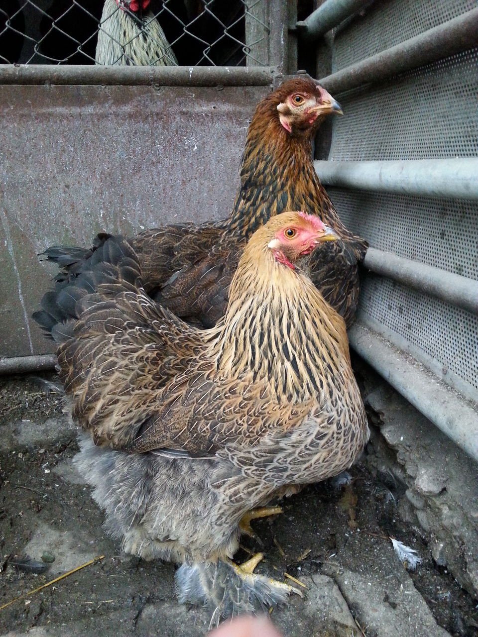 Петух Брама куропатчатая