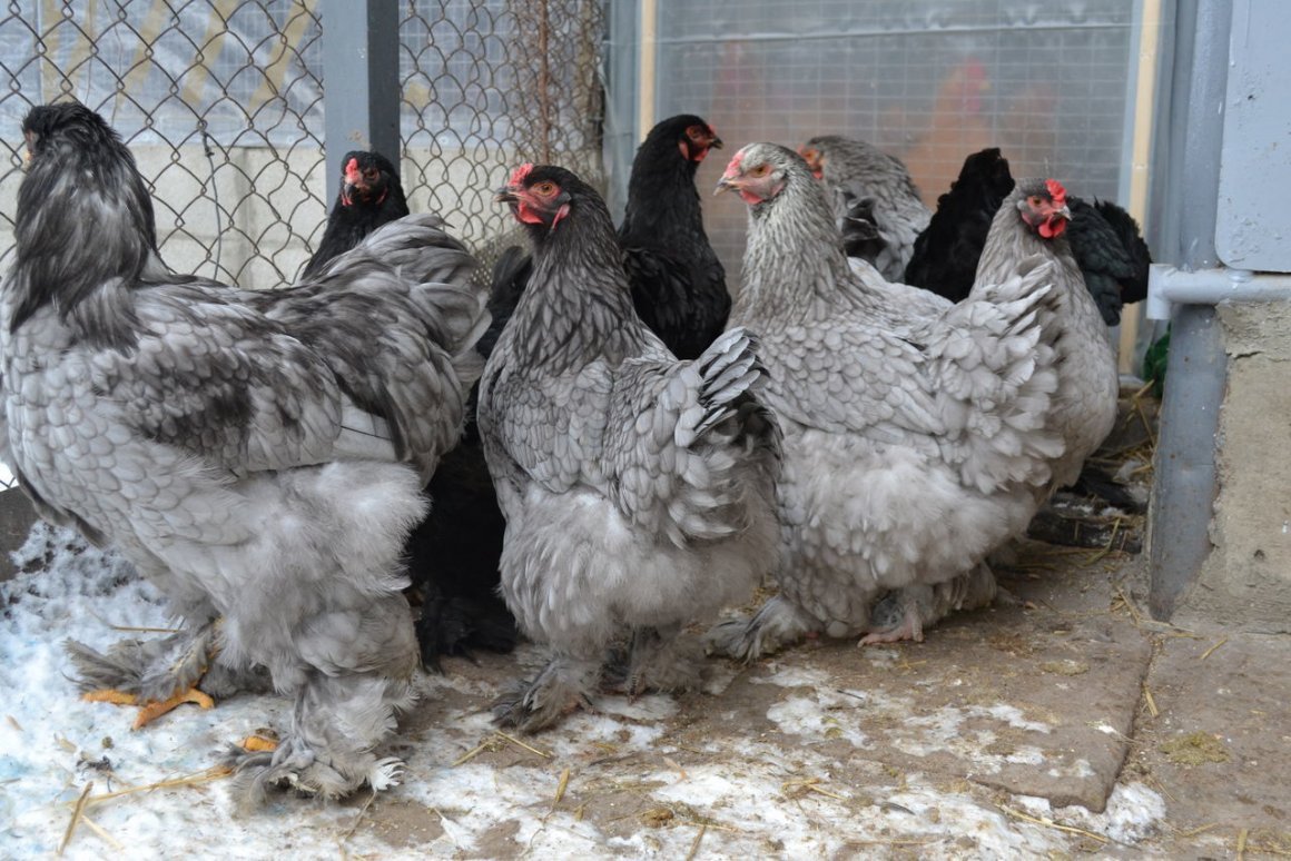 Куры Брама куропатчатая