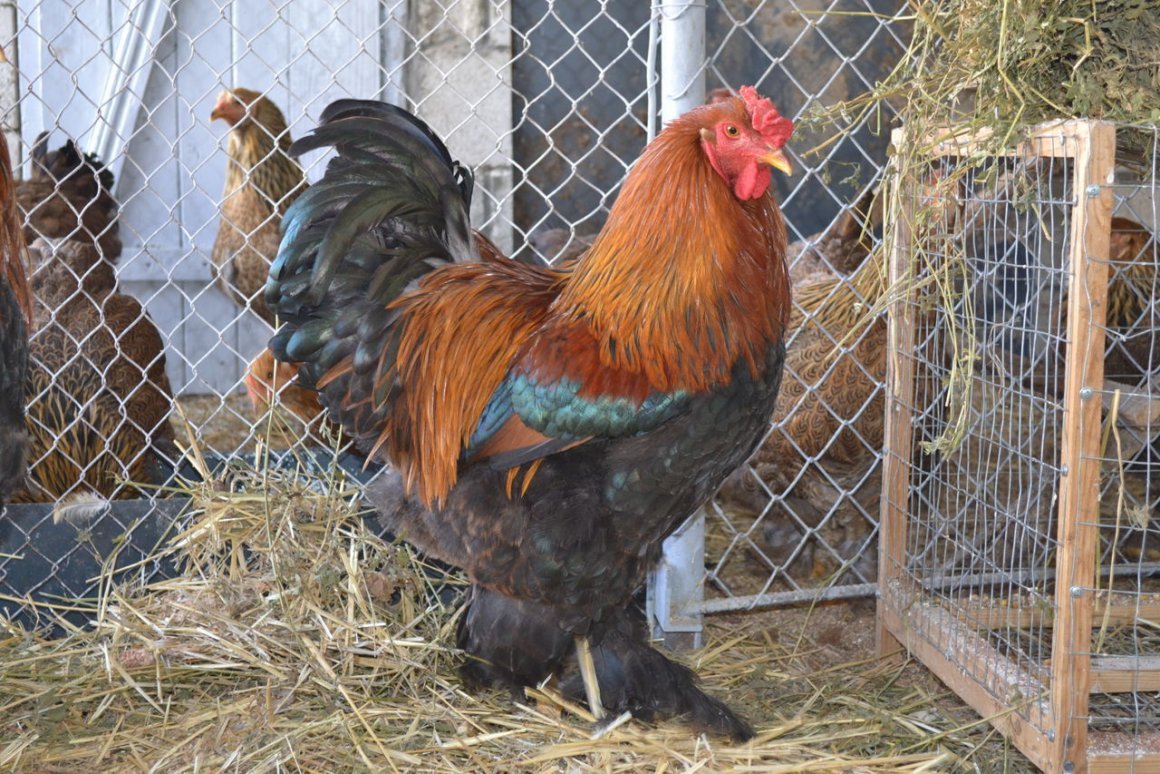 Брама куропатчатая