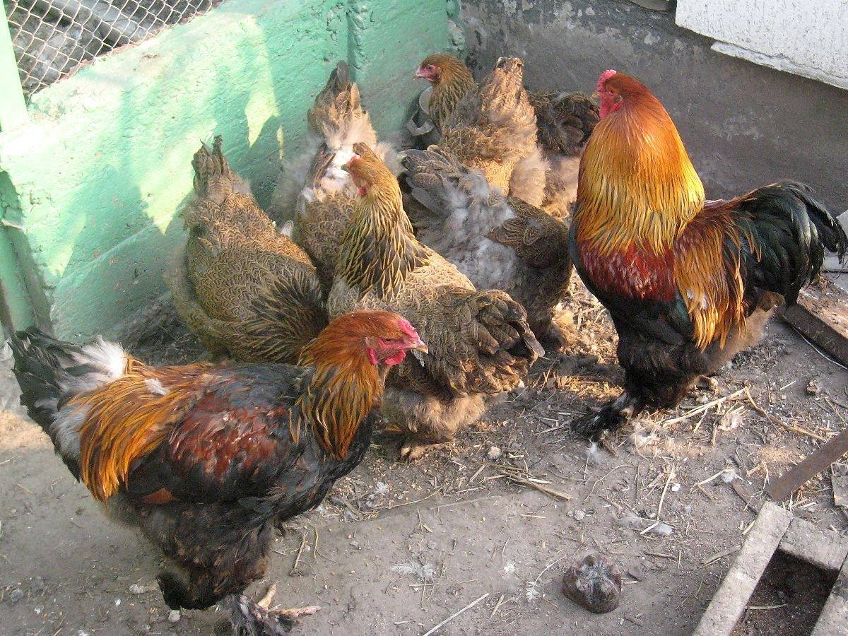 Петух Брама куропатчатая