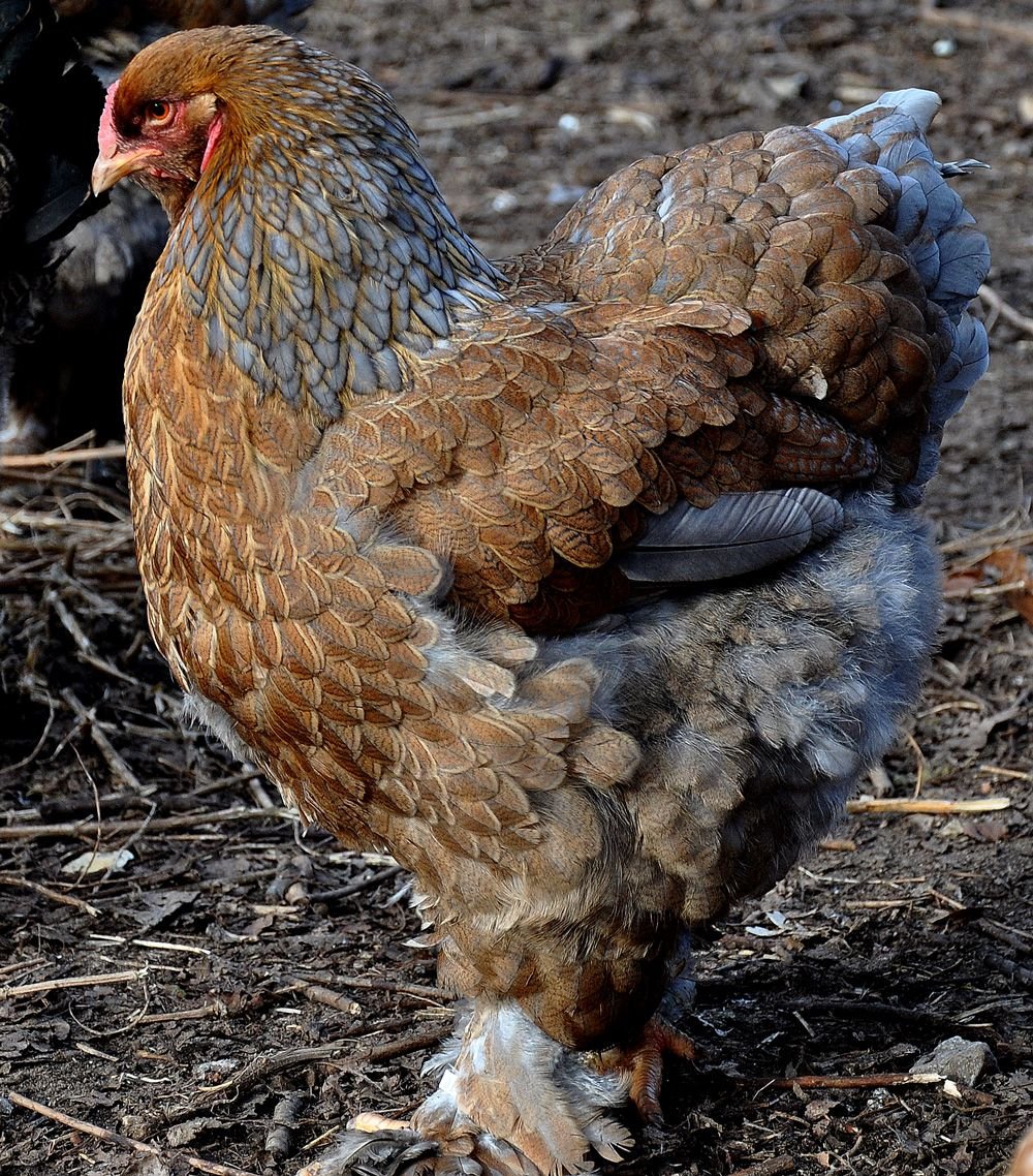 Брама палевая куропатчатая