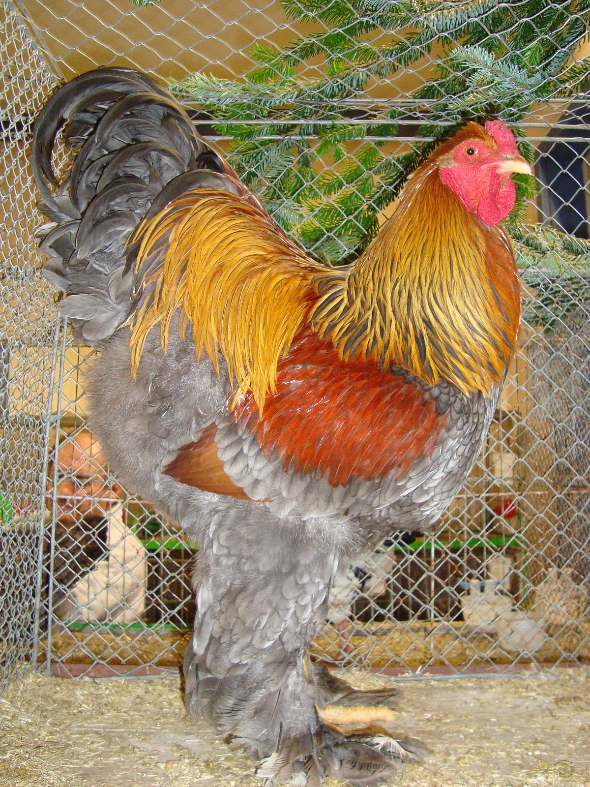 Брама светлая куропатчатая