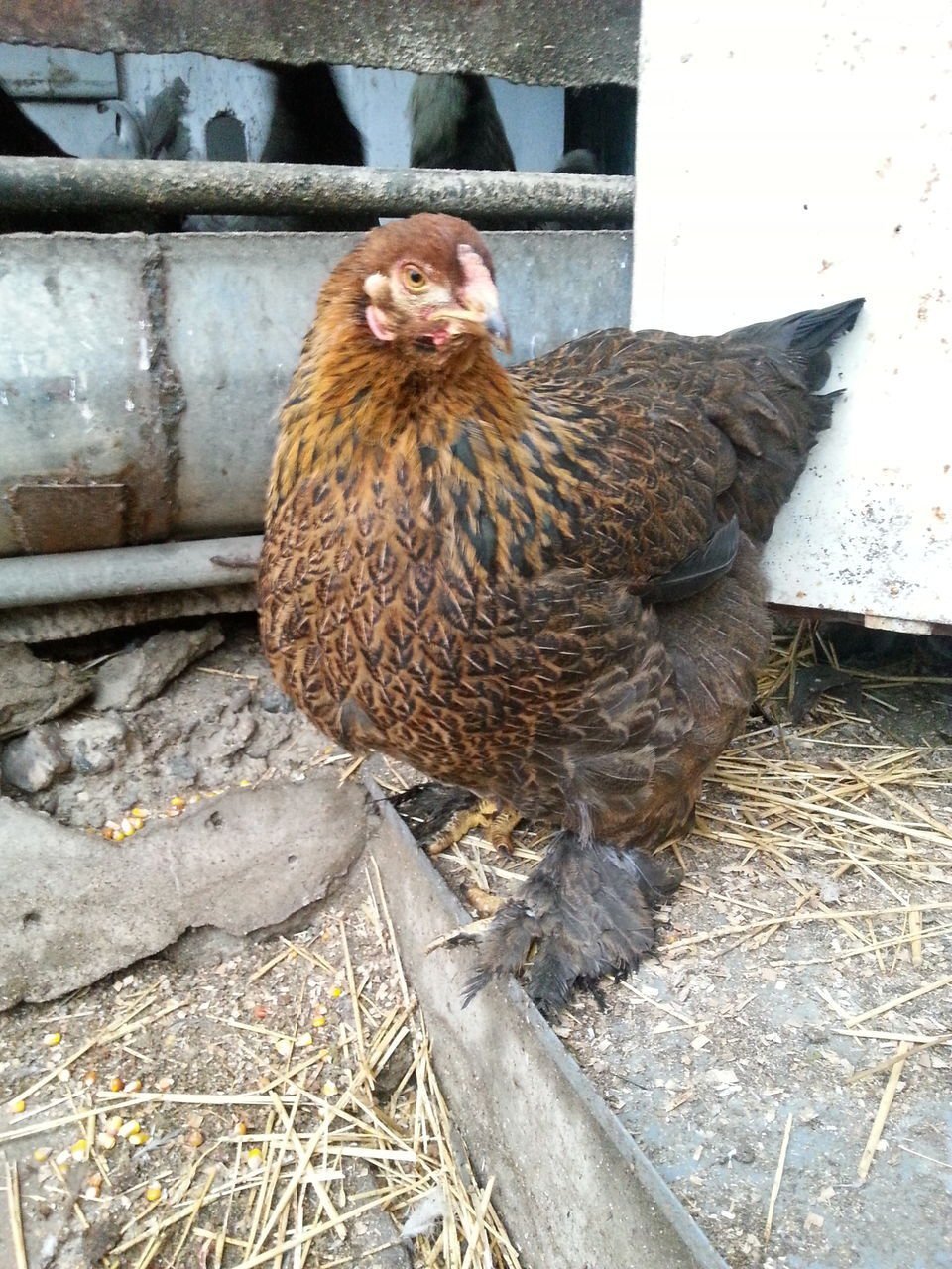 Брама голубо куропатчатая