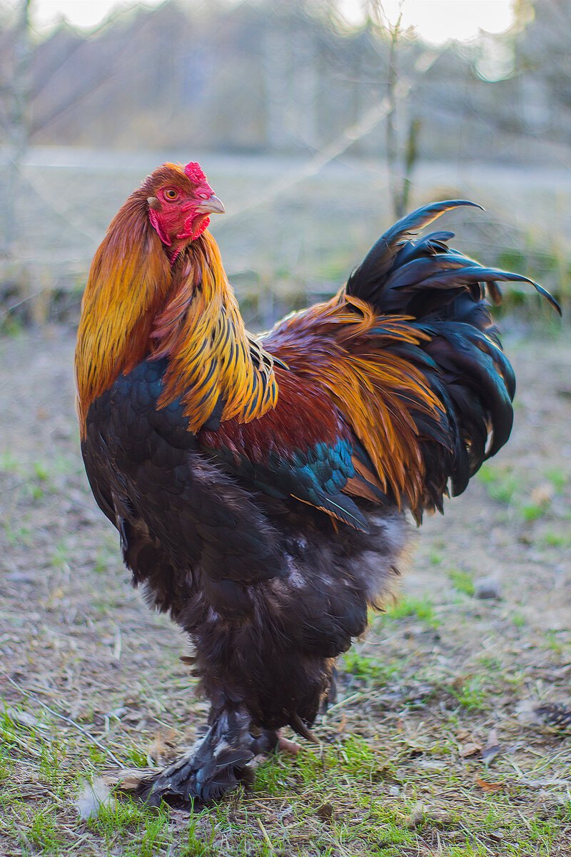 Брама палевая голубоокаймленная