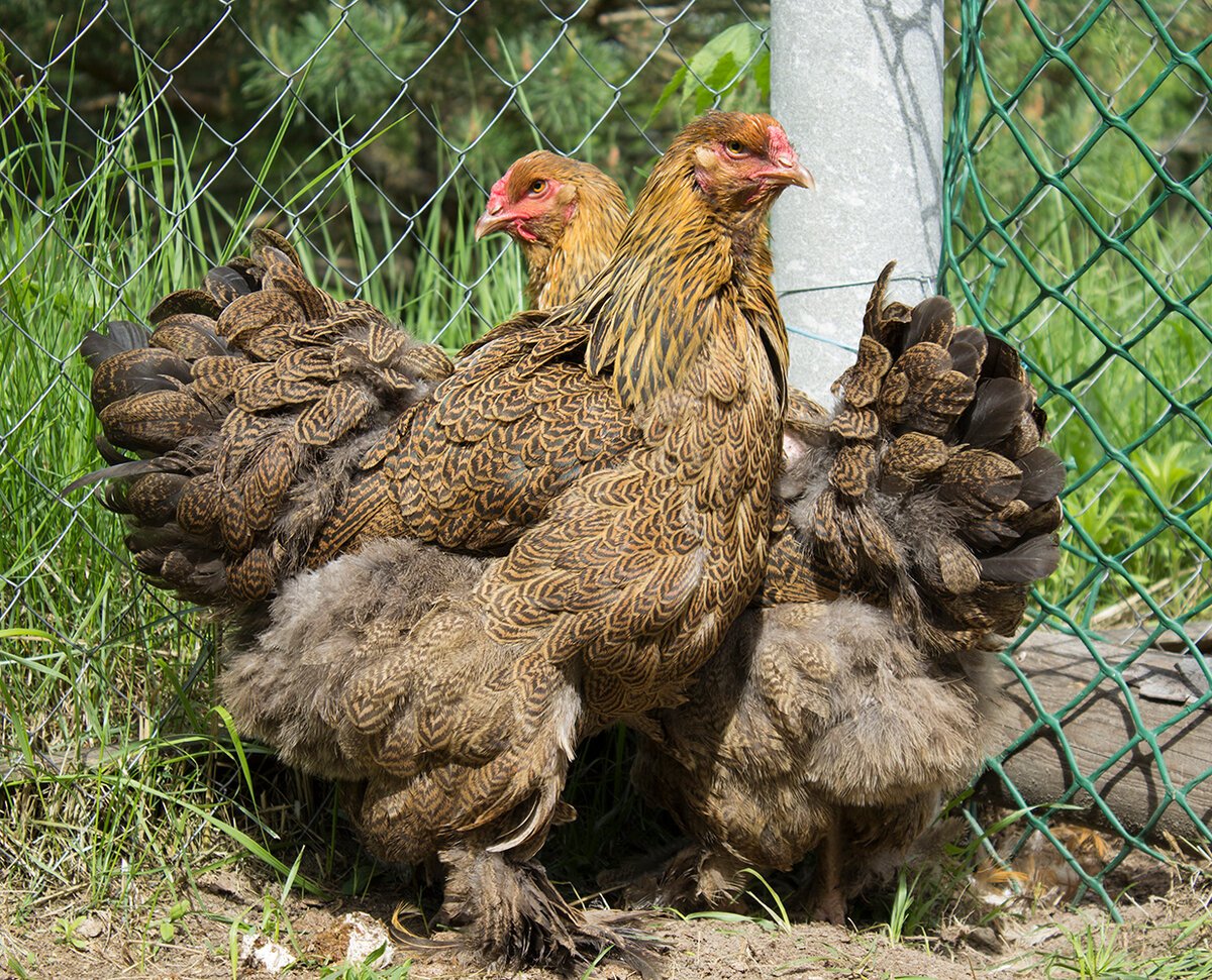 Брама голубо куропатчатая