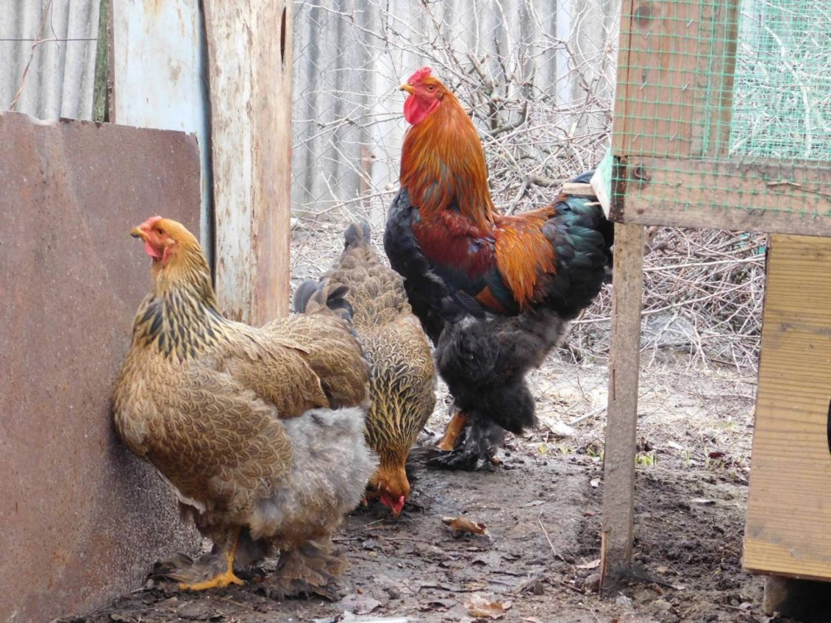 Брама палевая голубоокаймленная