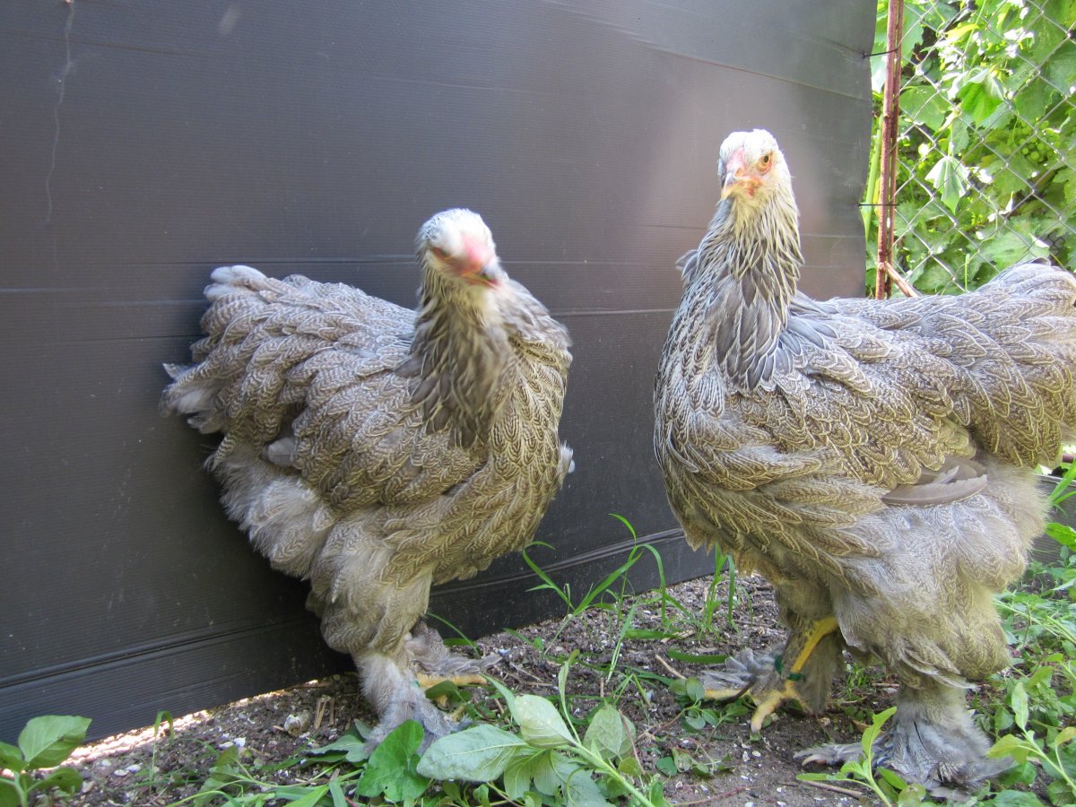 Куры Брама курятник курятник