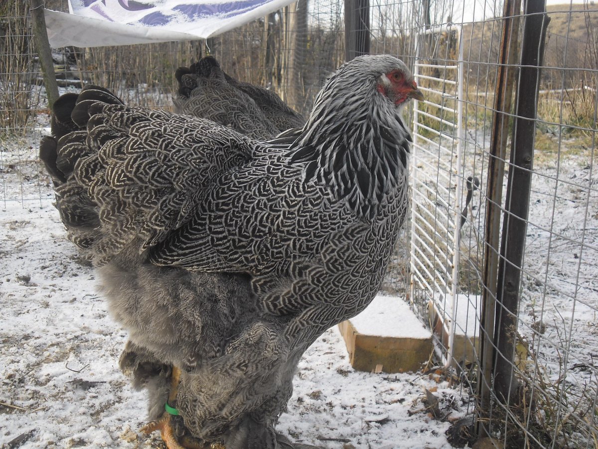 Куры Брама куропатчатая