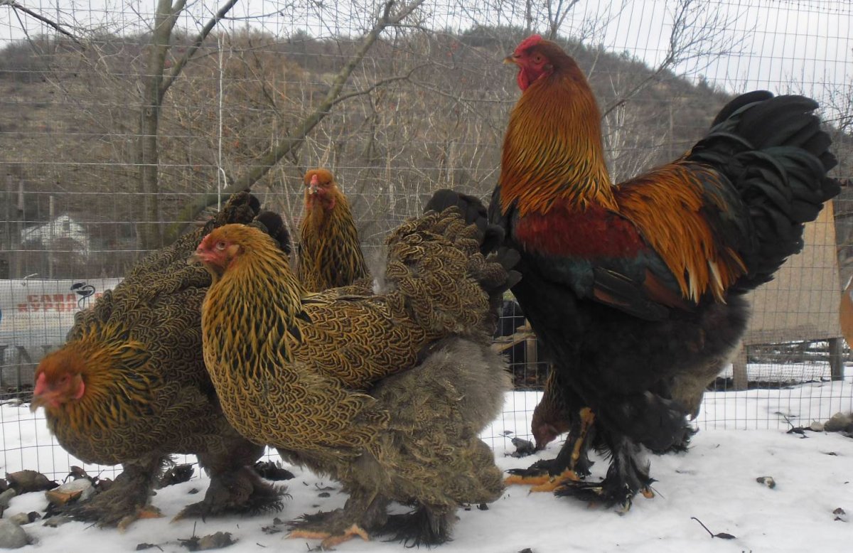 Куры Брама красная