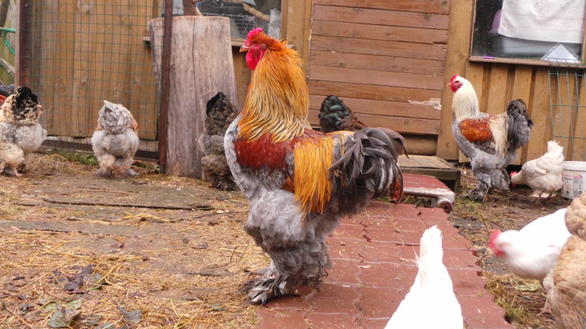 Брама голубо куропатчатая