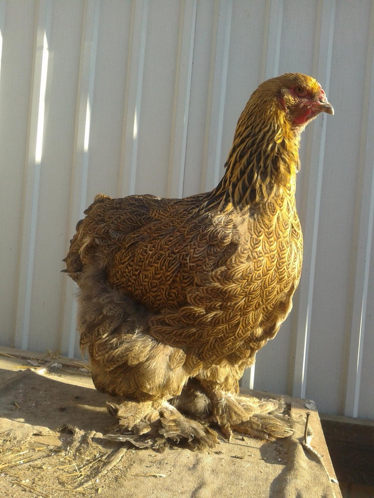 Курица Брама