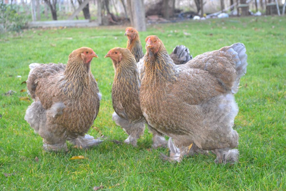 Петух Брама куропатчатая