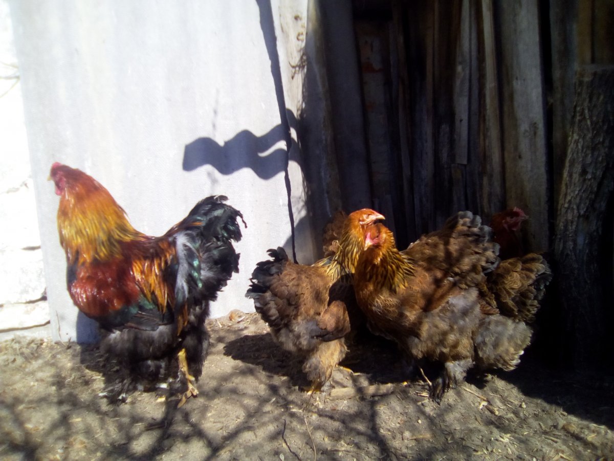 Куры Брама цыплята