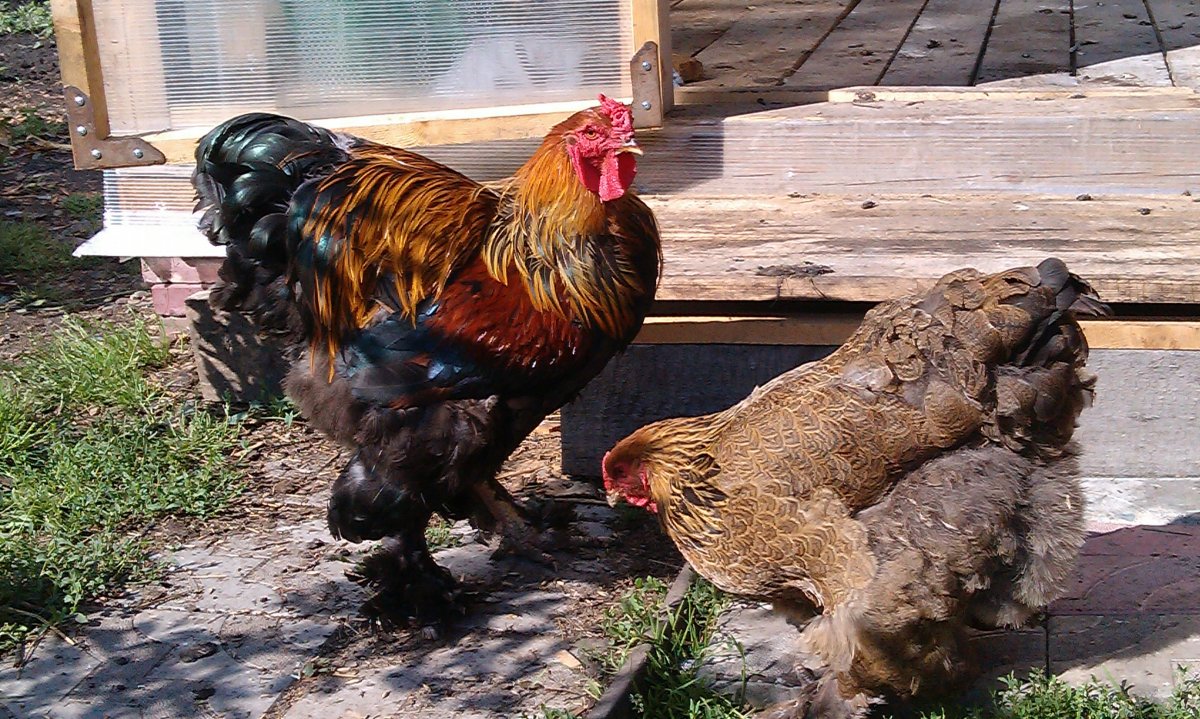 Брама порода