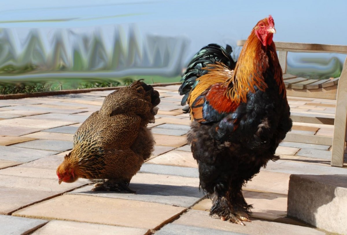 Брама куропатчатая