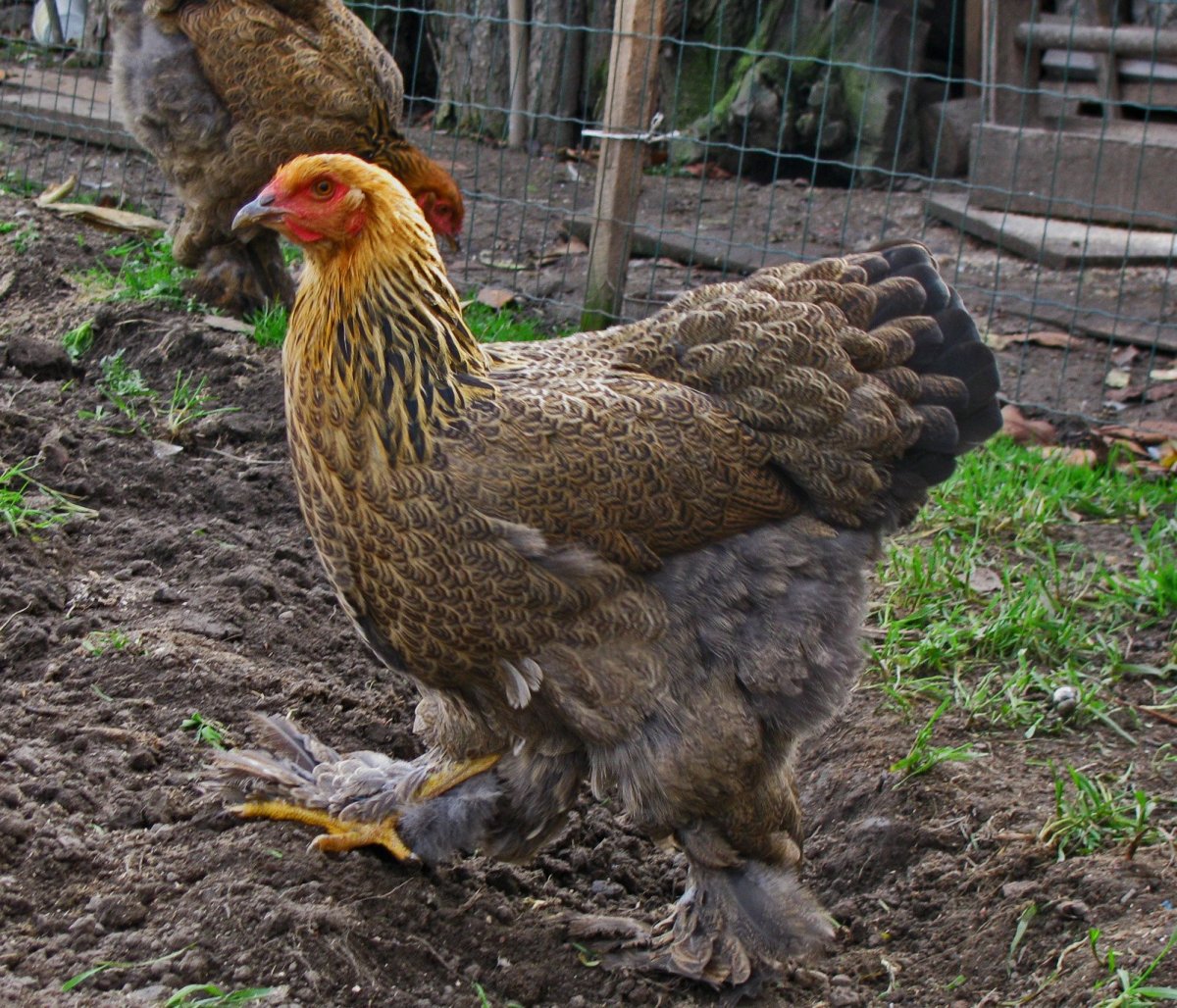 Брама куропатчатая