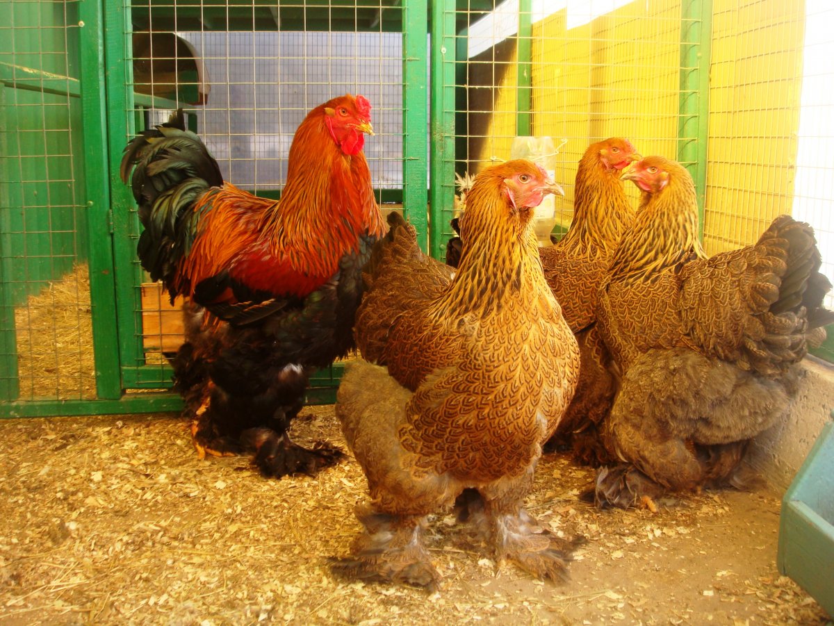 Брама куропатчатая