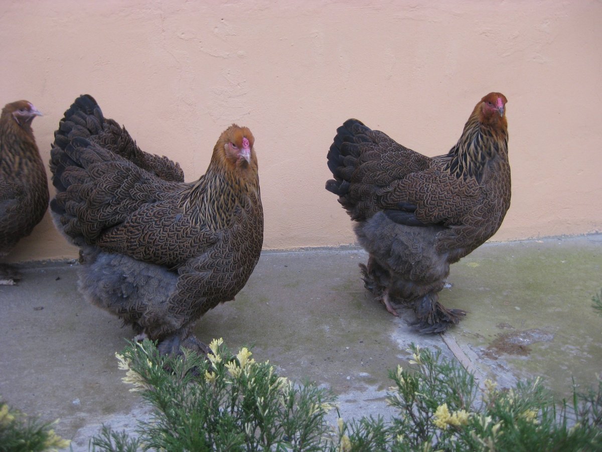 Брама голубоокаймленная