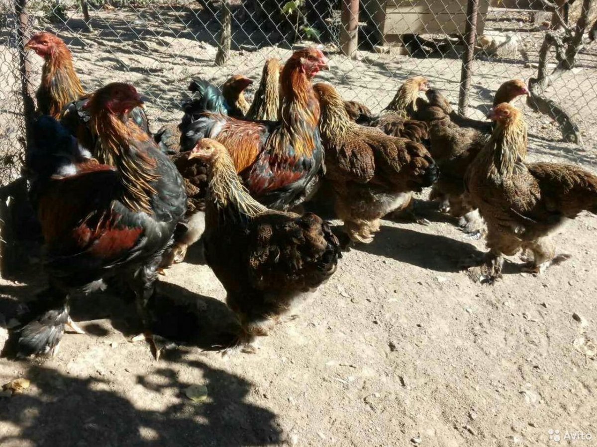 Брама рыжая