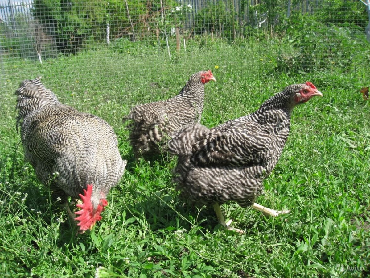 Супер Харко порода кур
