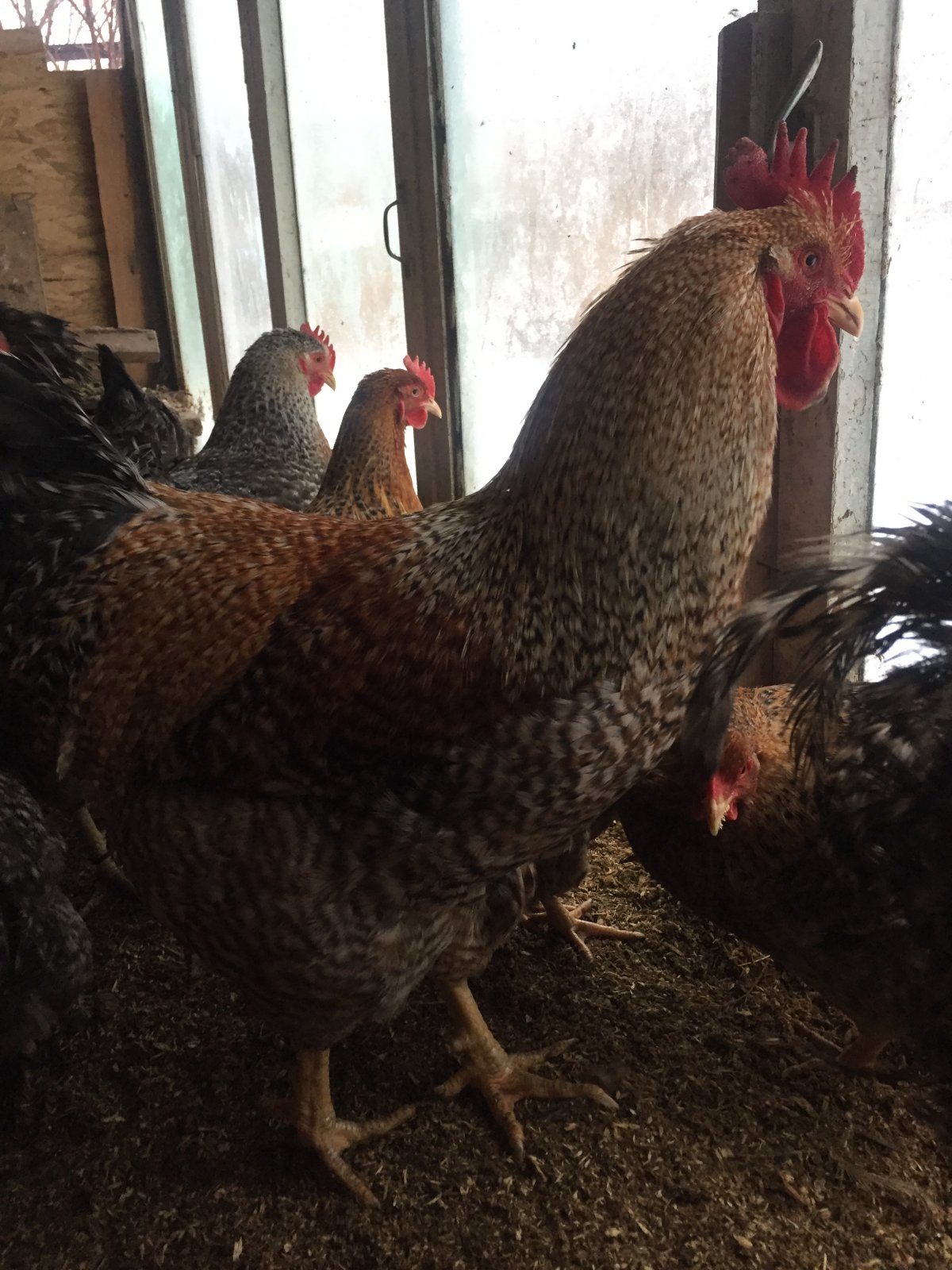 Супер Харко петух