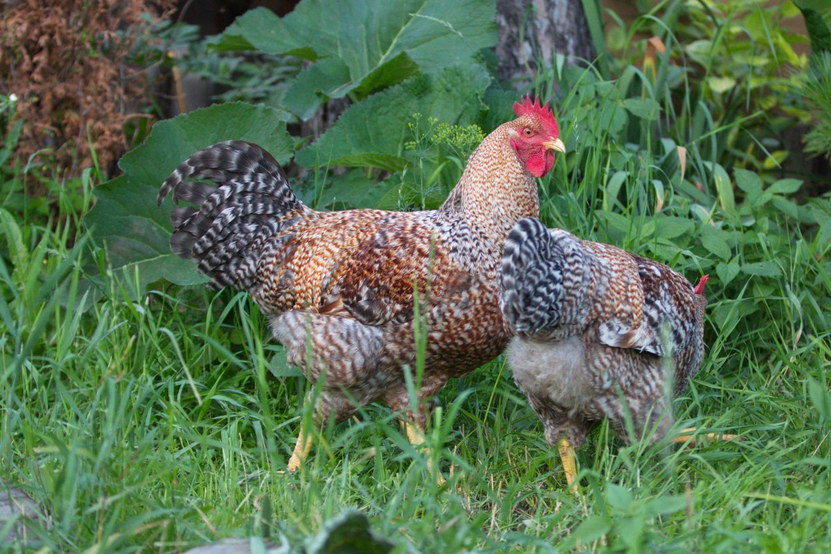 Супер ник порода кур