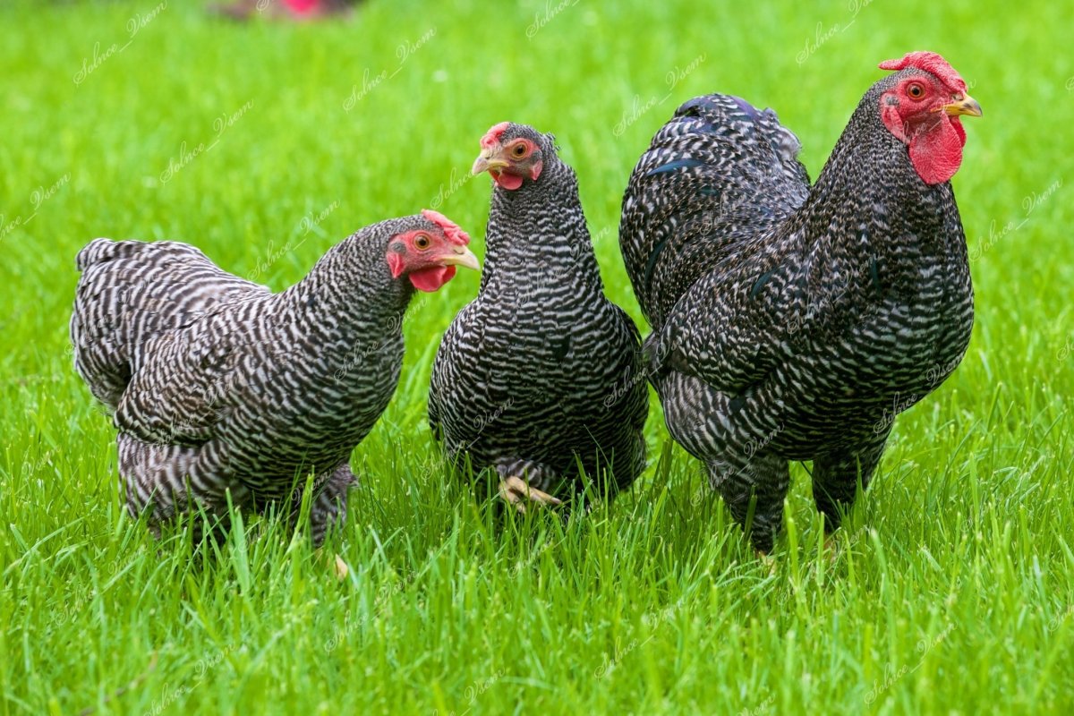 Доминант Маран цыплята