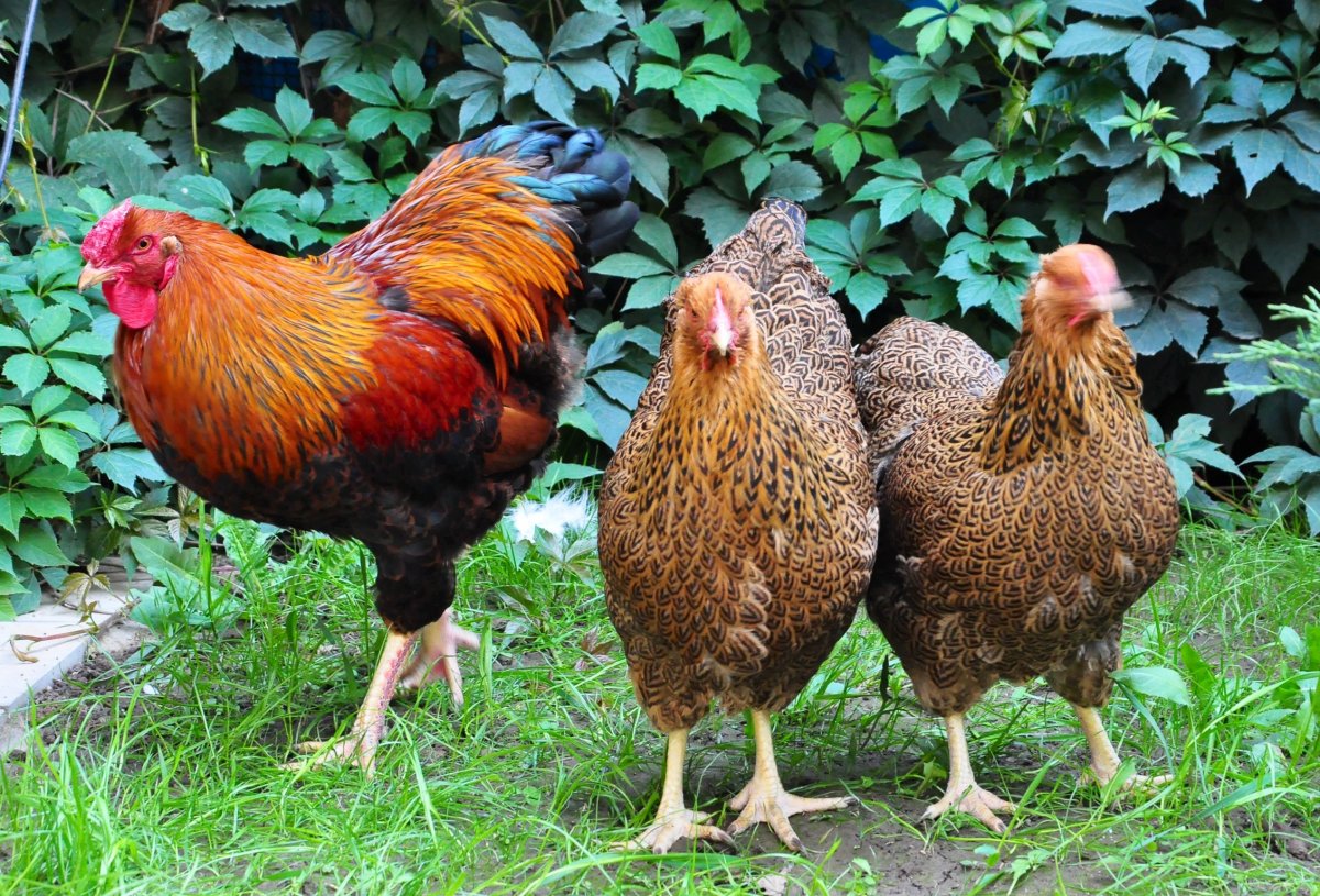 Куры Виандот