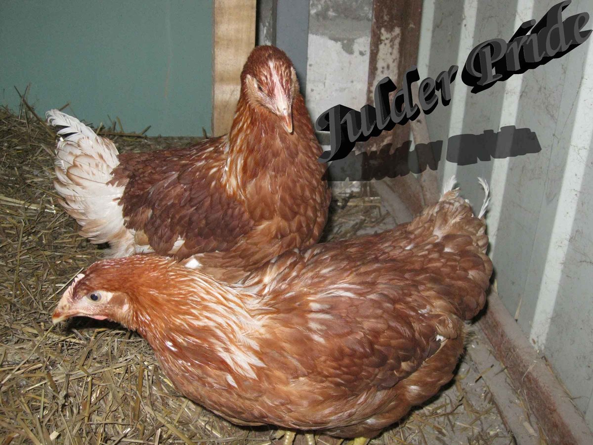 Несушка тетра Амбер