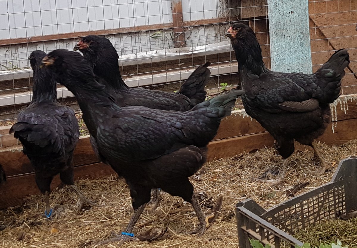 Куры Котляревская