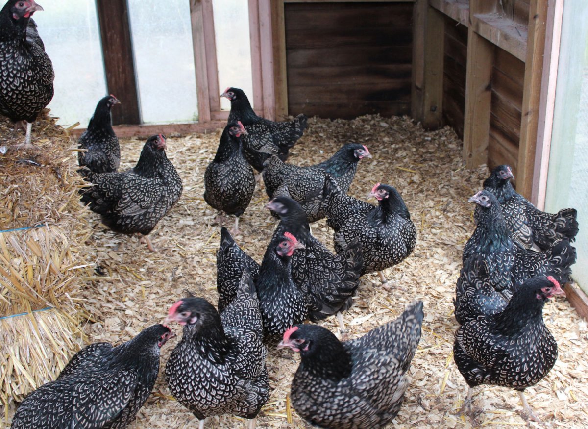 Куры супер Харко