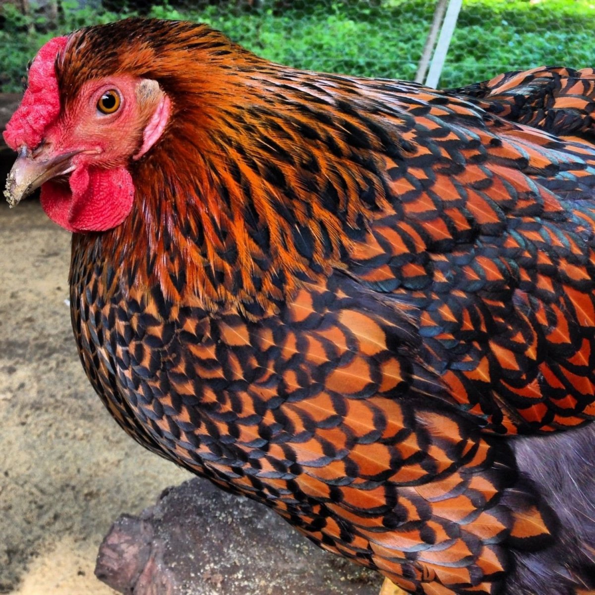 Бройлер Авиколор