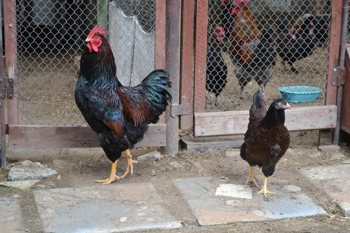 Курицы породы Харка