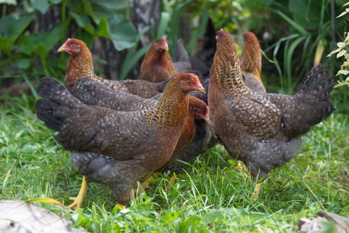 Куры супер Харко