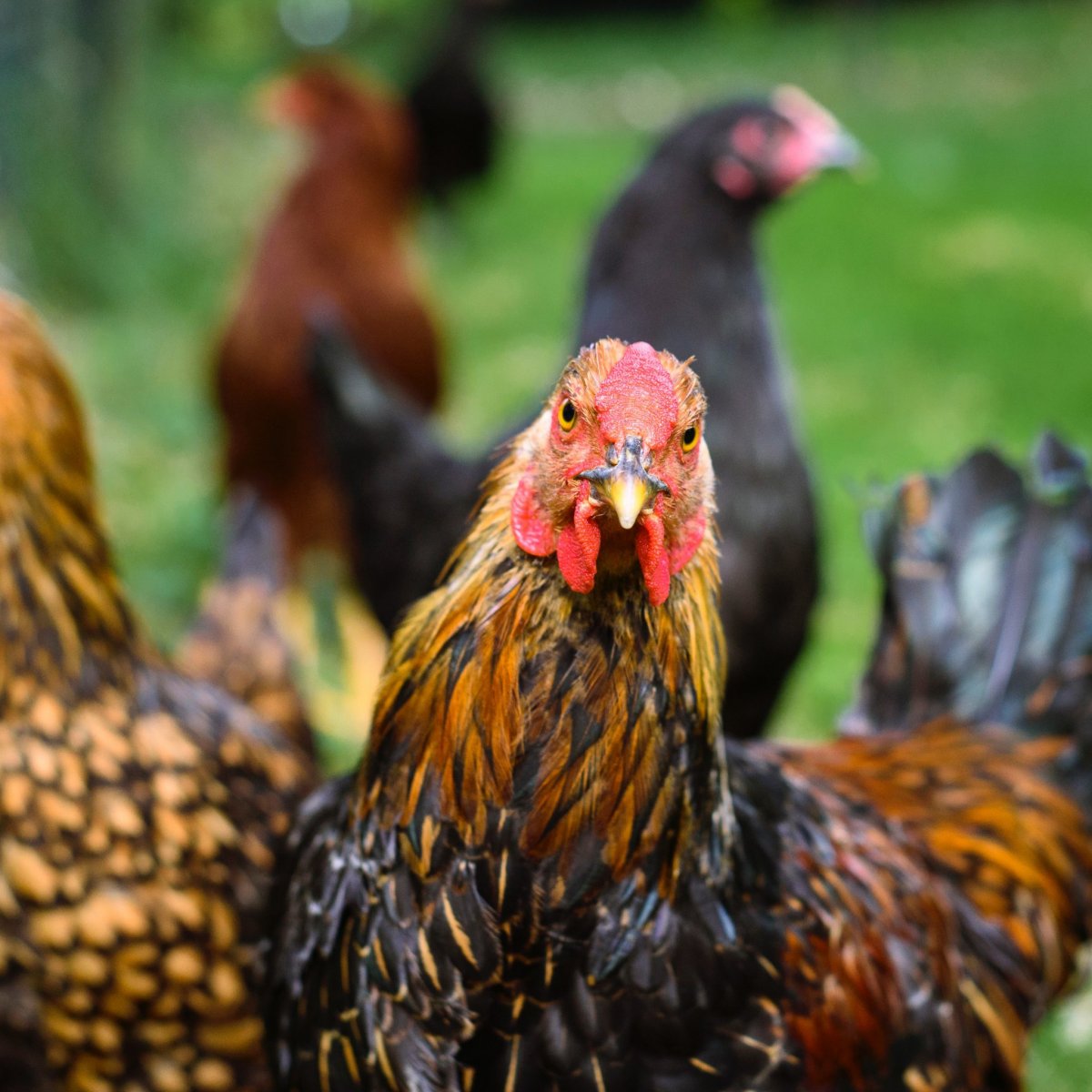 Пита Пинта Астуриана