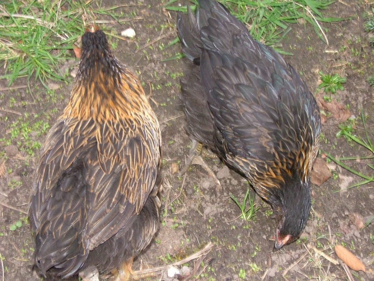 Куры супер Харко