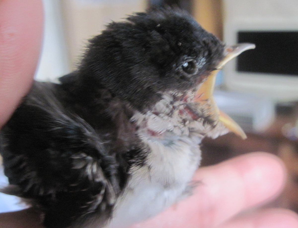 Птенец ласточки новорожденный