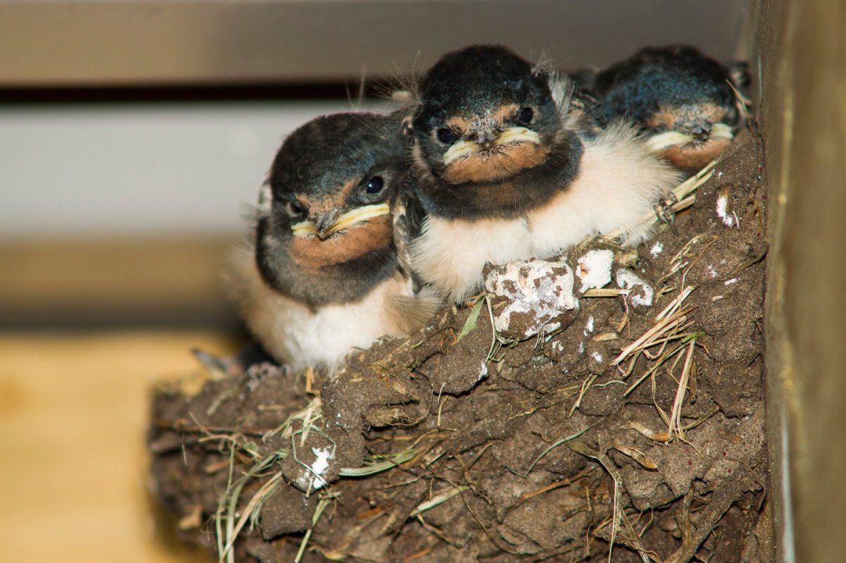 Детёныш ласточки маленькие
