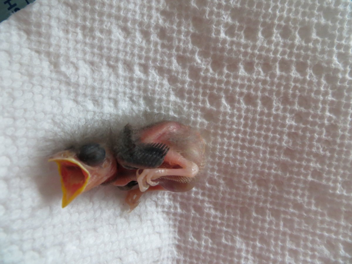 Воробей желторотик птенец