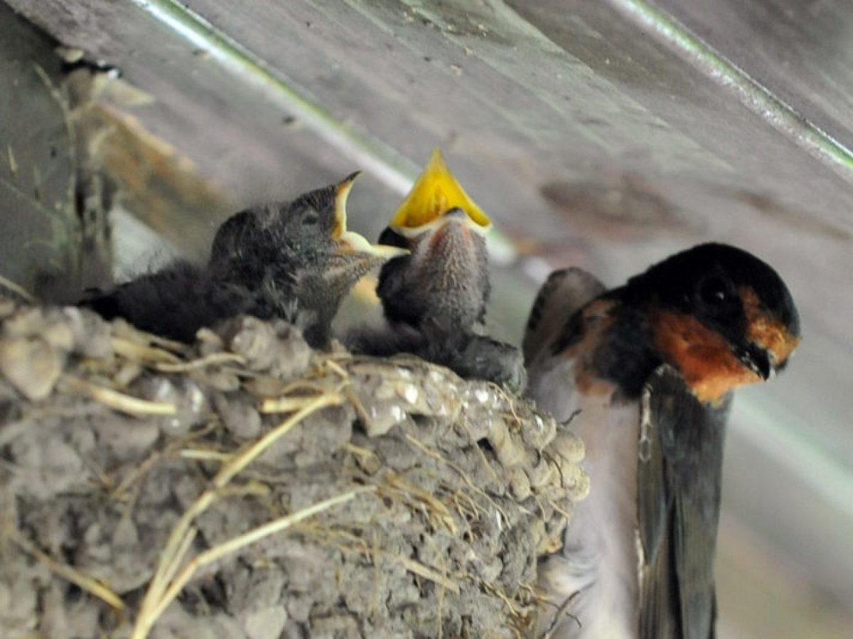 Птенец ласточки новорожденный