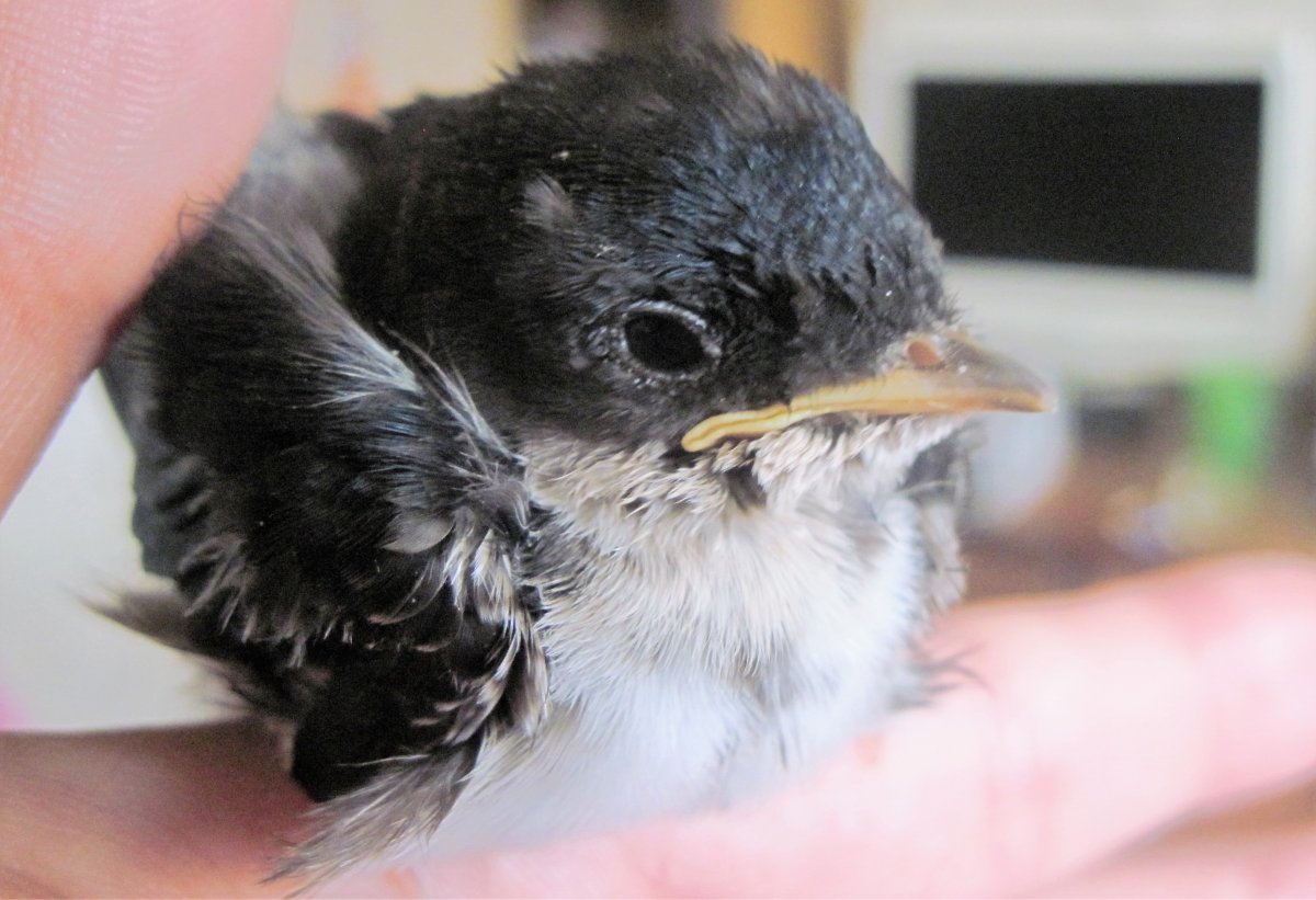 Слеток ласточки