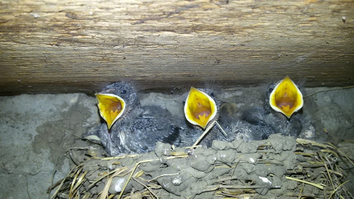 Гнездо ласточки