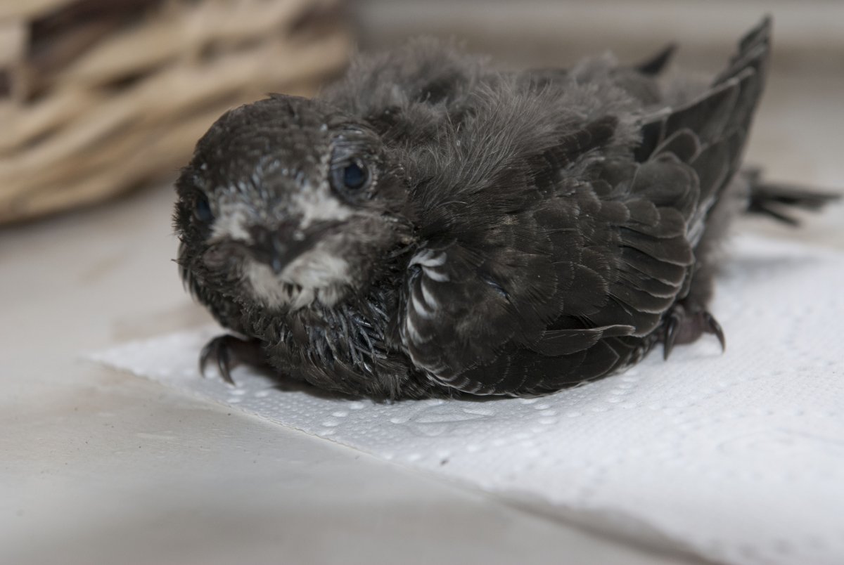 Птенец соловья желторотик