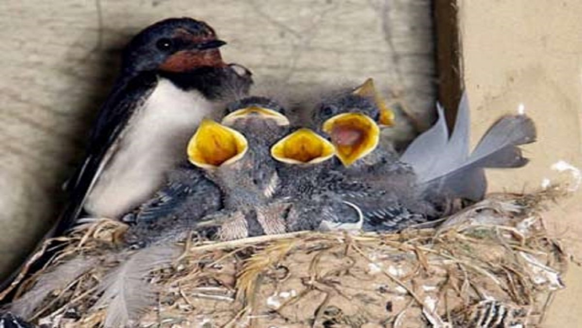 Ласточка гнездо птенцы